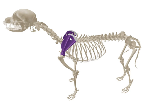 vet Dissection Table