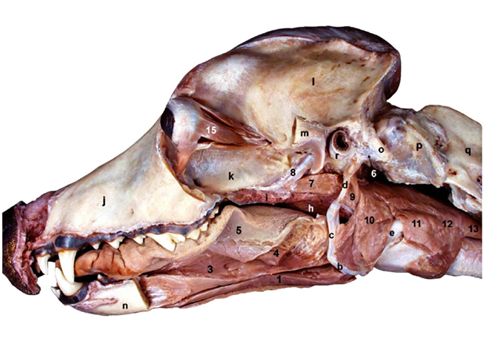 vet Dissection Table