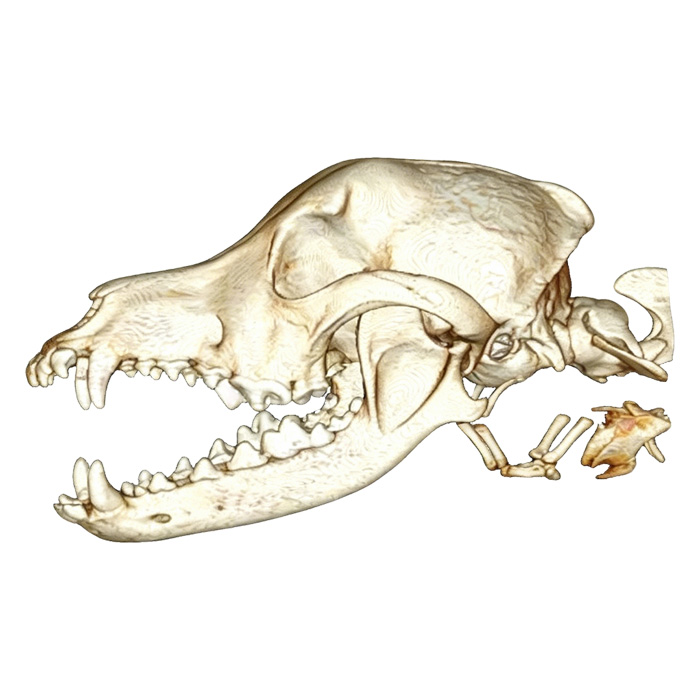 vet Dissection Table